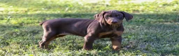 Doberman Pinscher dogs for sale: GEMMA - Ad 6