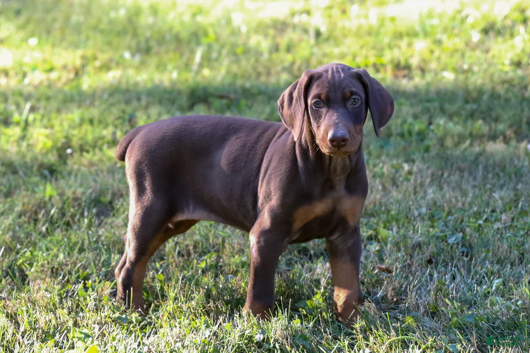 Doberman Pinscher dogs for sale: GEMMA - Ad 6