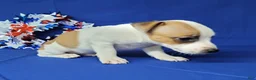 Jack Russell Terrier dogs for sale: Jax purebred JRT - Ad 6