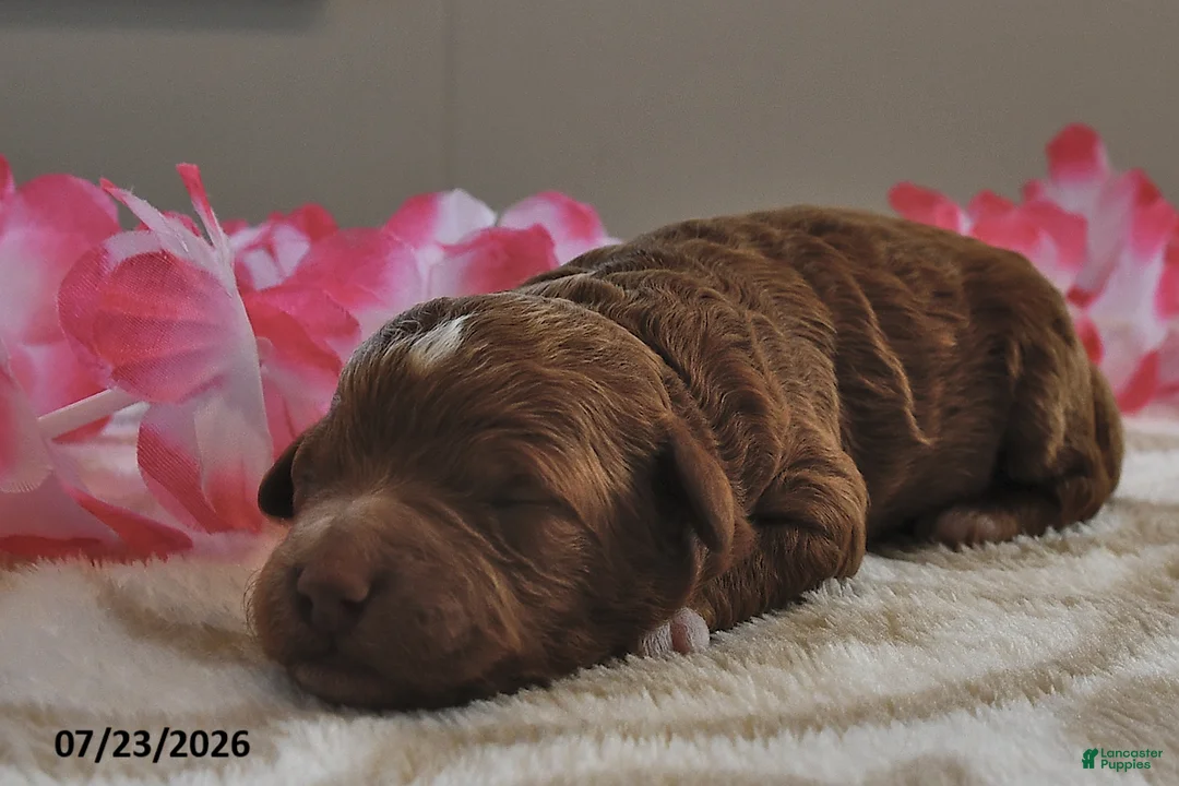 Mini Goldendoodle dogs for sale: Ruby - Ad 2