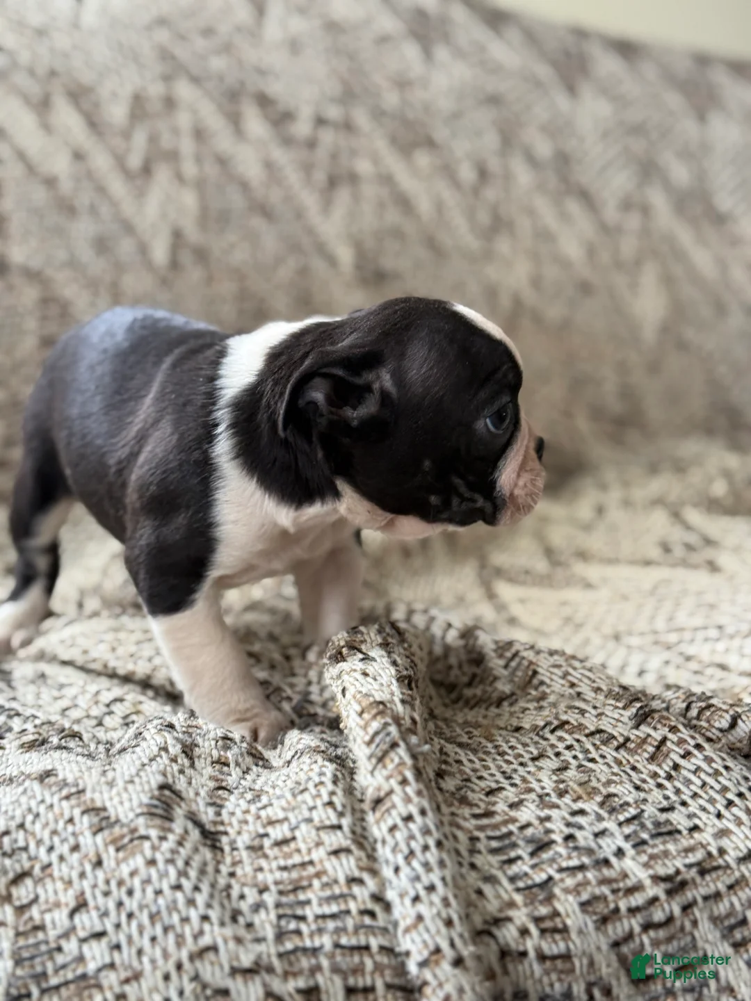 Boston Terrier dogs for sale: Travis - Ad 11