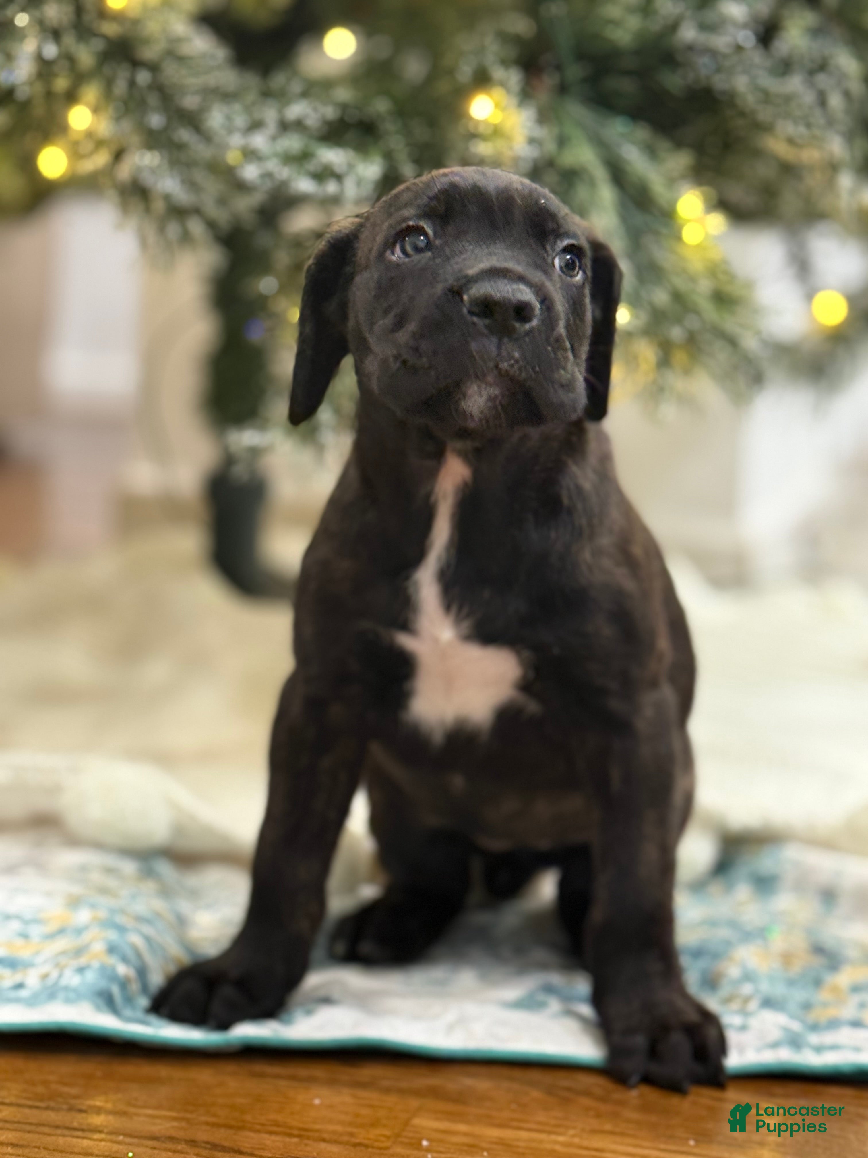 Cane Corso dogs Cavatelli - Ad 12