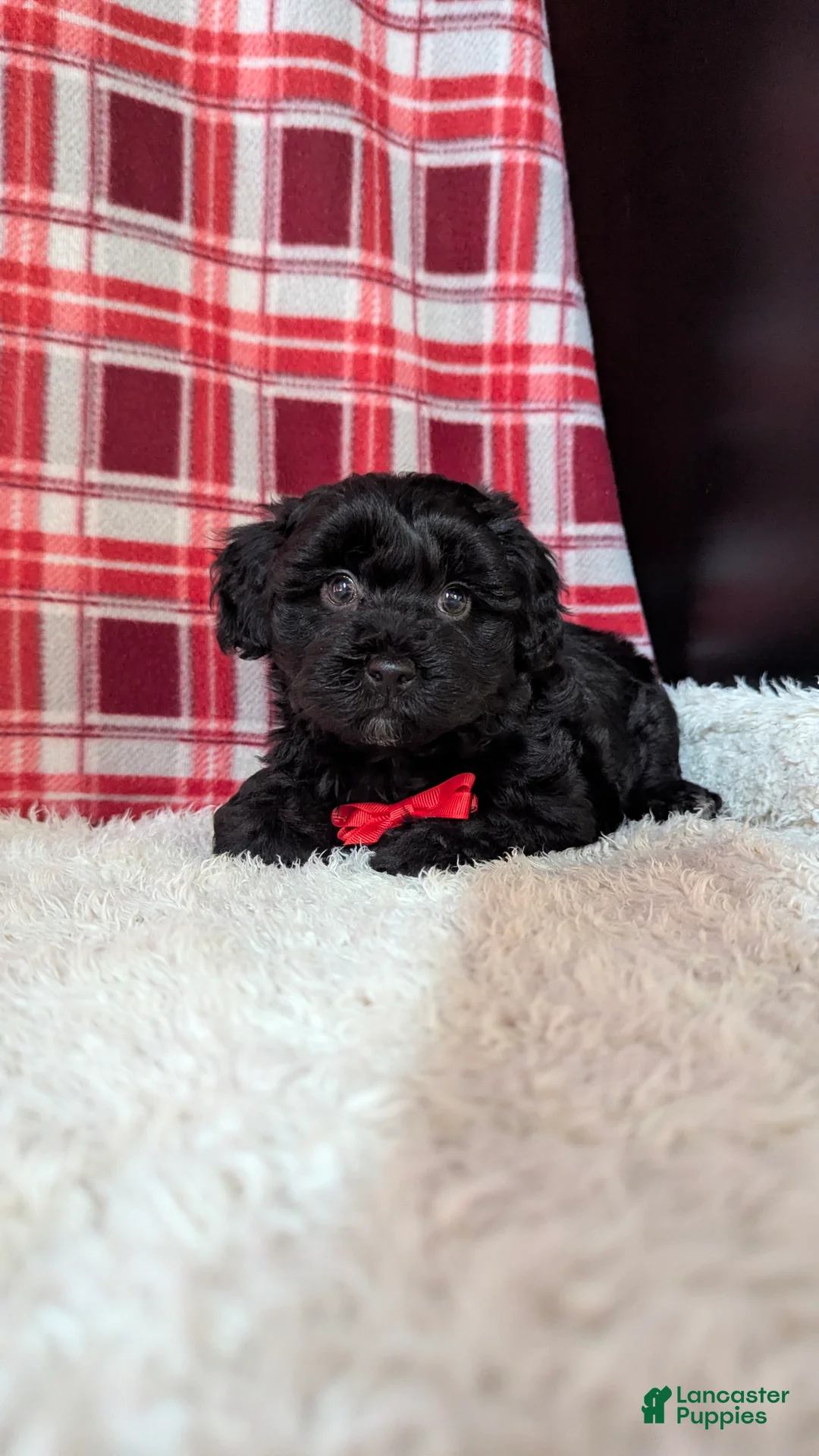 Yorkiepoo dogs for sale: Axel - Ad 15