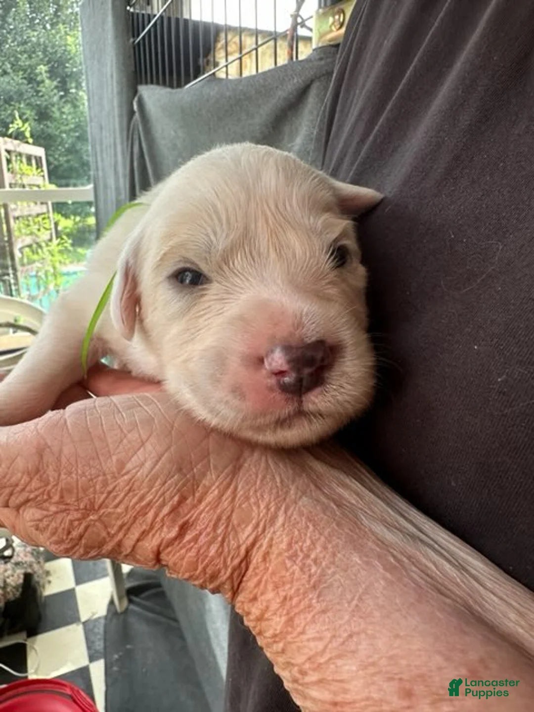 Great Pyrenees dogs for sale: Sesame - Ad 1