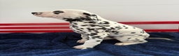 Dalmatian dogs for sale: Tara - Ad 19