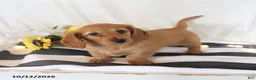 Miniature Dachshund dogs for sale: Rose  - Ad 1