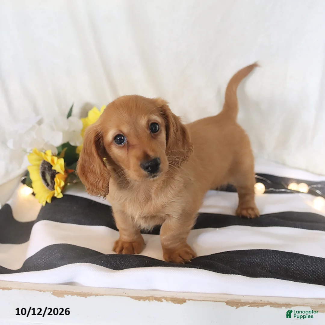 Miniature Dachshund dogs for sale: Rose  - Ad 1