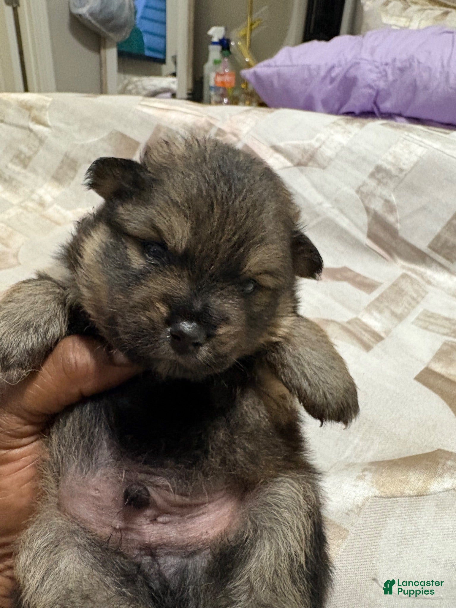 Pomeranian dogs Pomeranian 4 - Ad 1