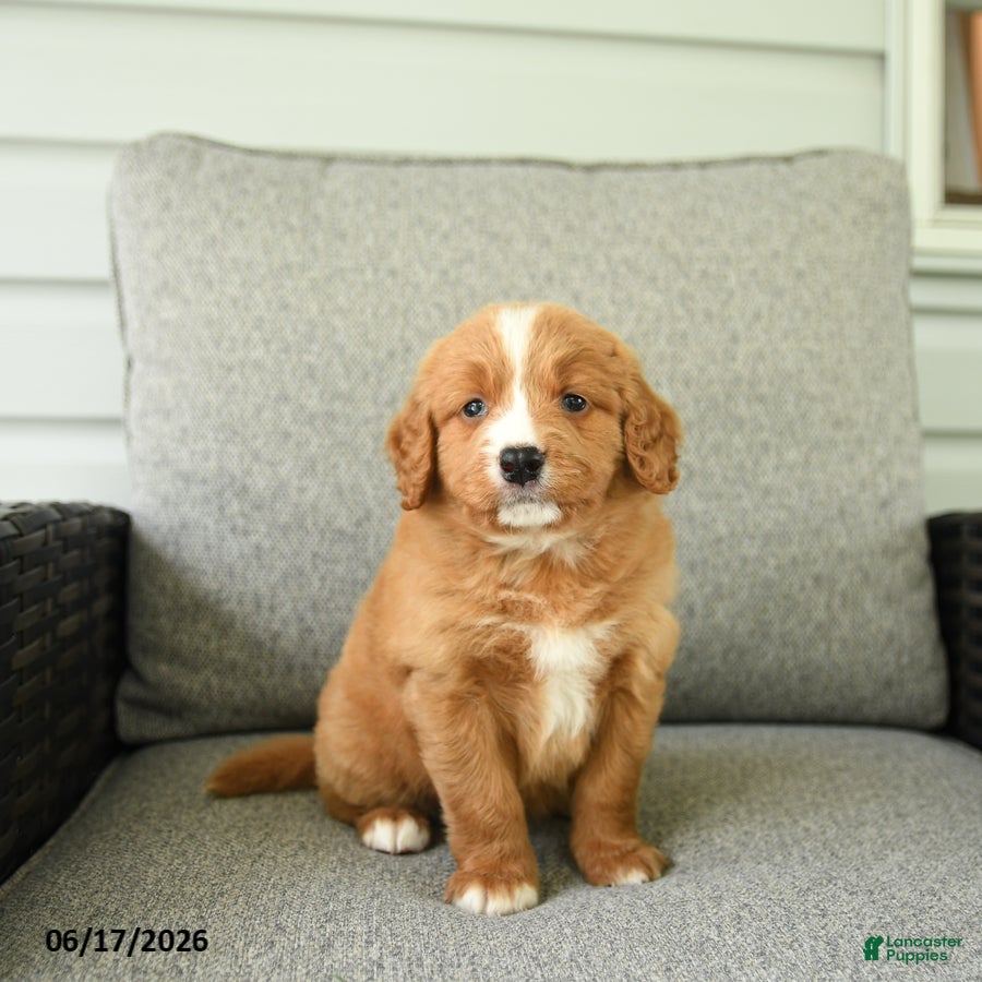 Bernedoodle dogs Slippers - Ad 1
