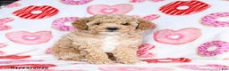 Toy Poodle dogs for sale: Jinx - Ad 4