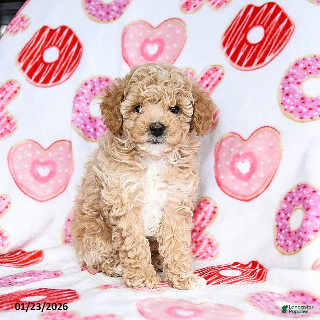 Toy Poodle dogs for sale: Jinx - Ad 4