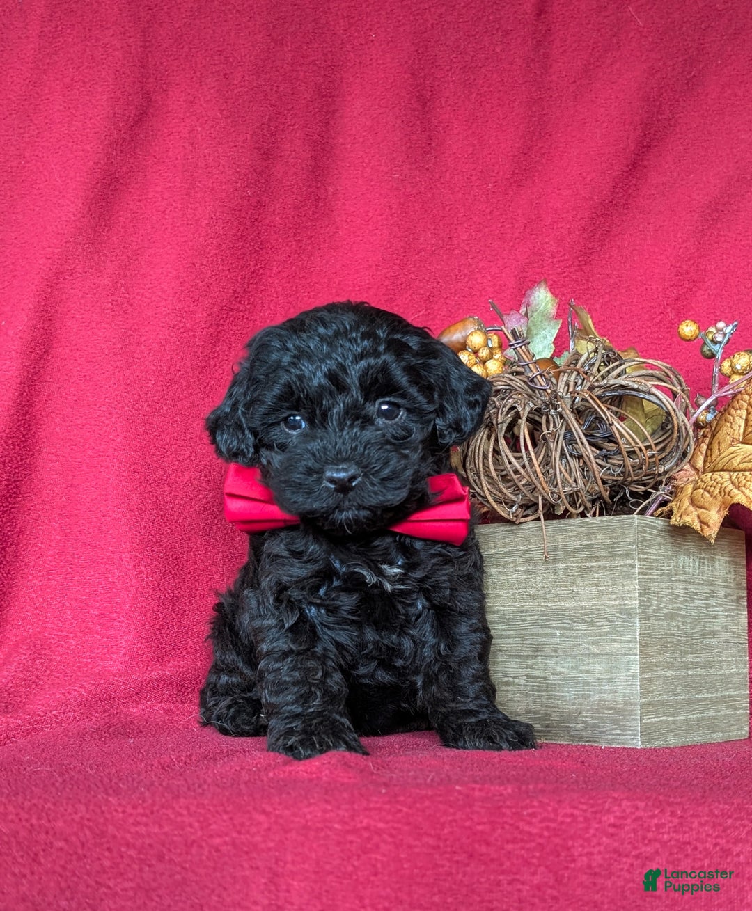 Miniature Poodle dogs for sale: Tango - Ad 3