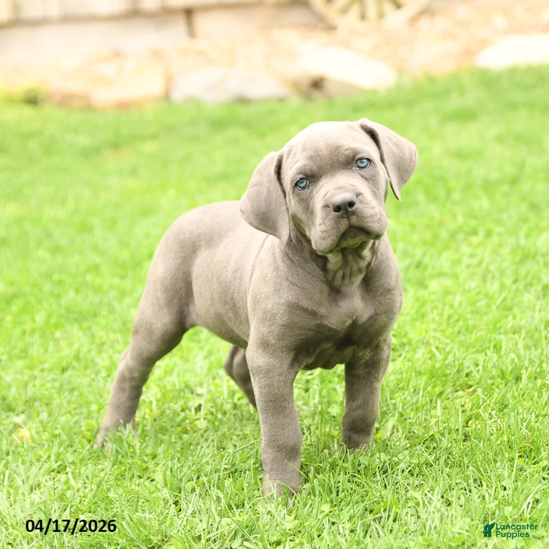 Cane Corso dogs for sale: Sparkle - Ad 2