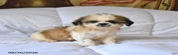 Shih Tzu dogs for sale: Marigold - Ad 4