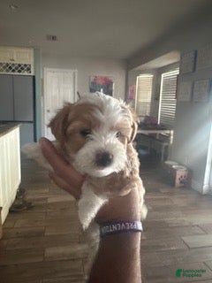 Mixed Breed dogs Mixed Breed 5 - Ad 2