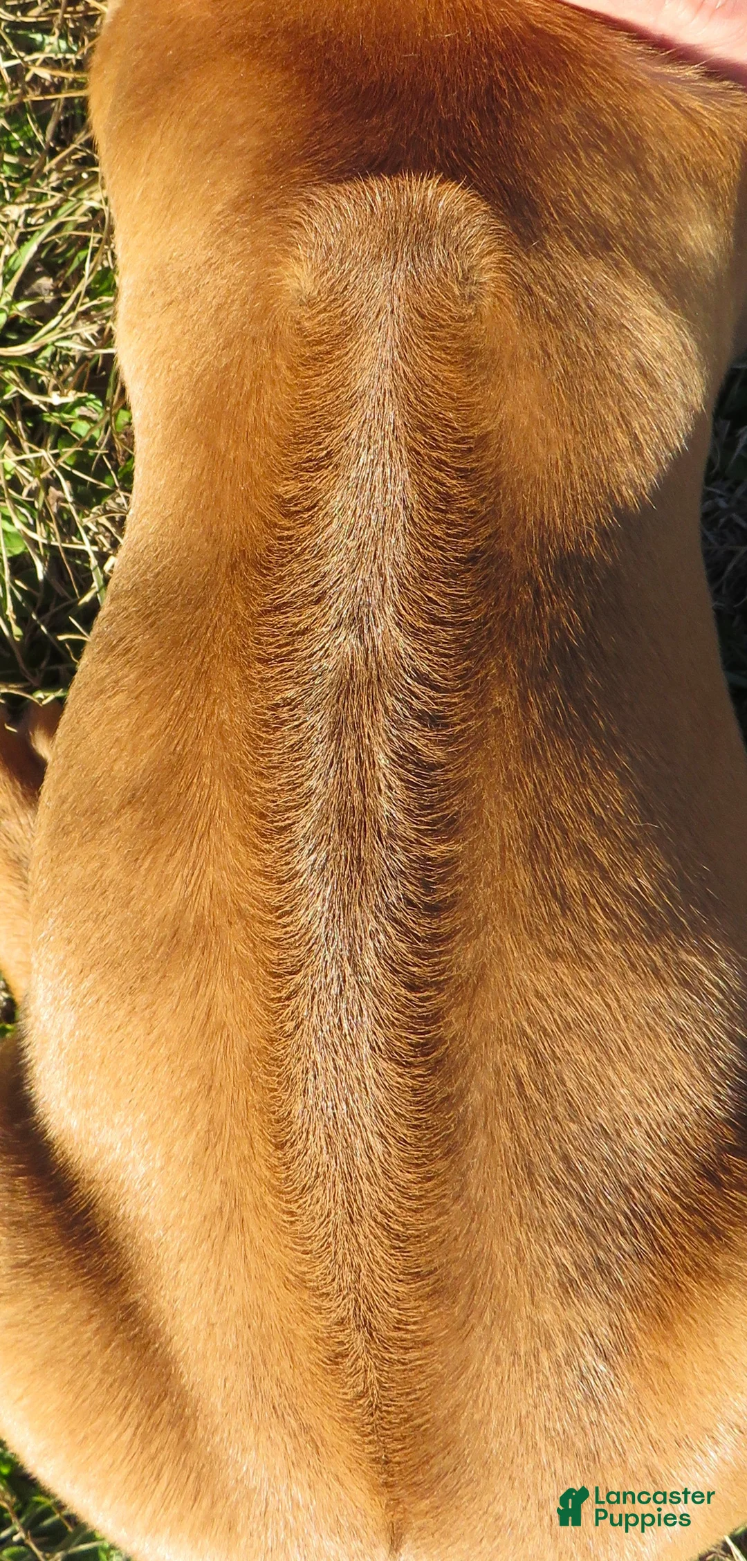 Rhodesian Ridgeback dogs for sale: Rhodesian Ridgeback Puppy 5 - Ad 3