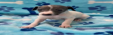 Italian Greyhound Puppy 2