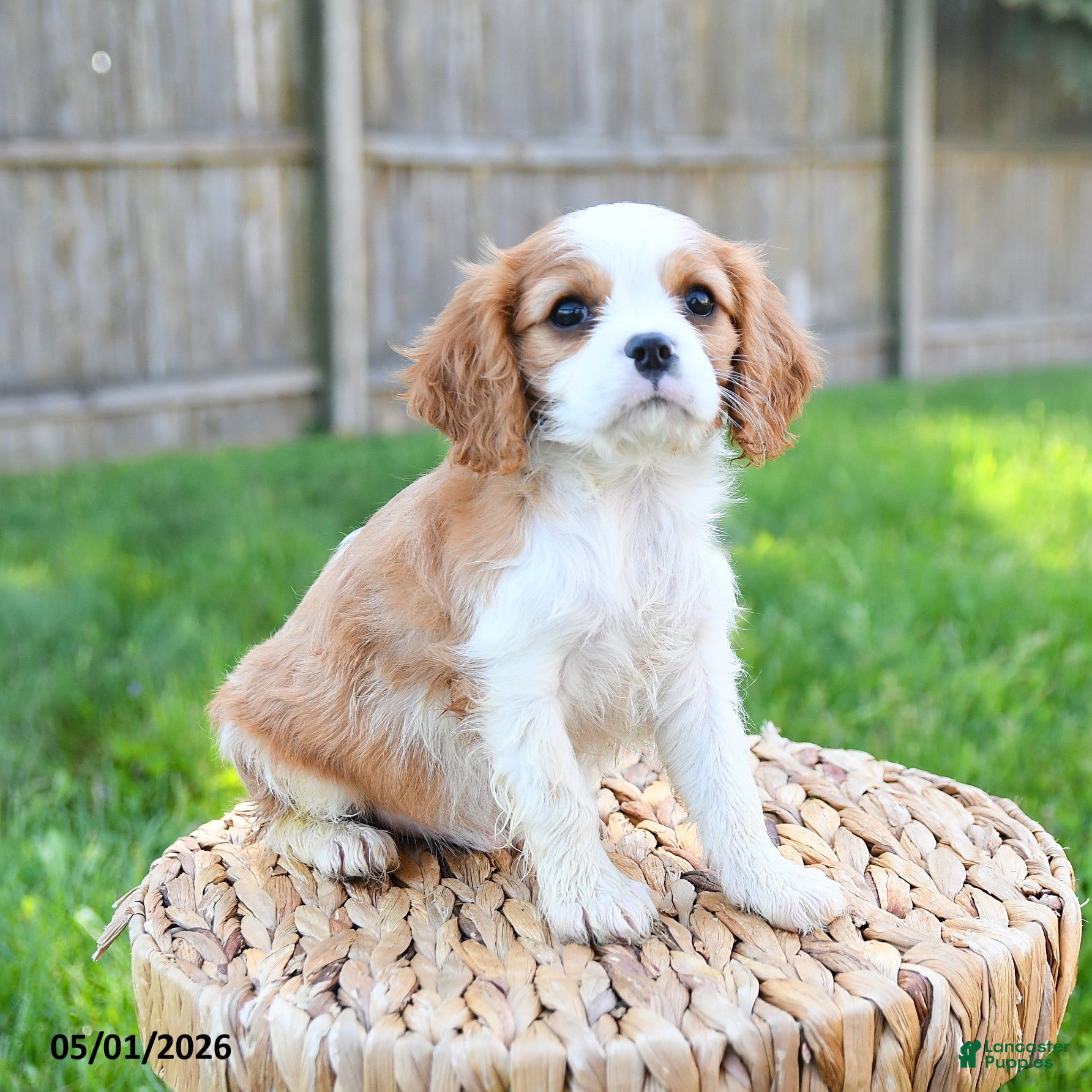 Cavalier King Charles Spaniel dogs Georgie - Ad 2