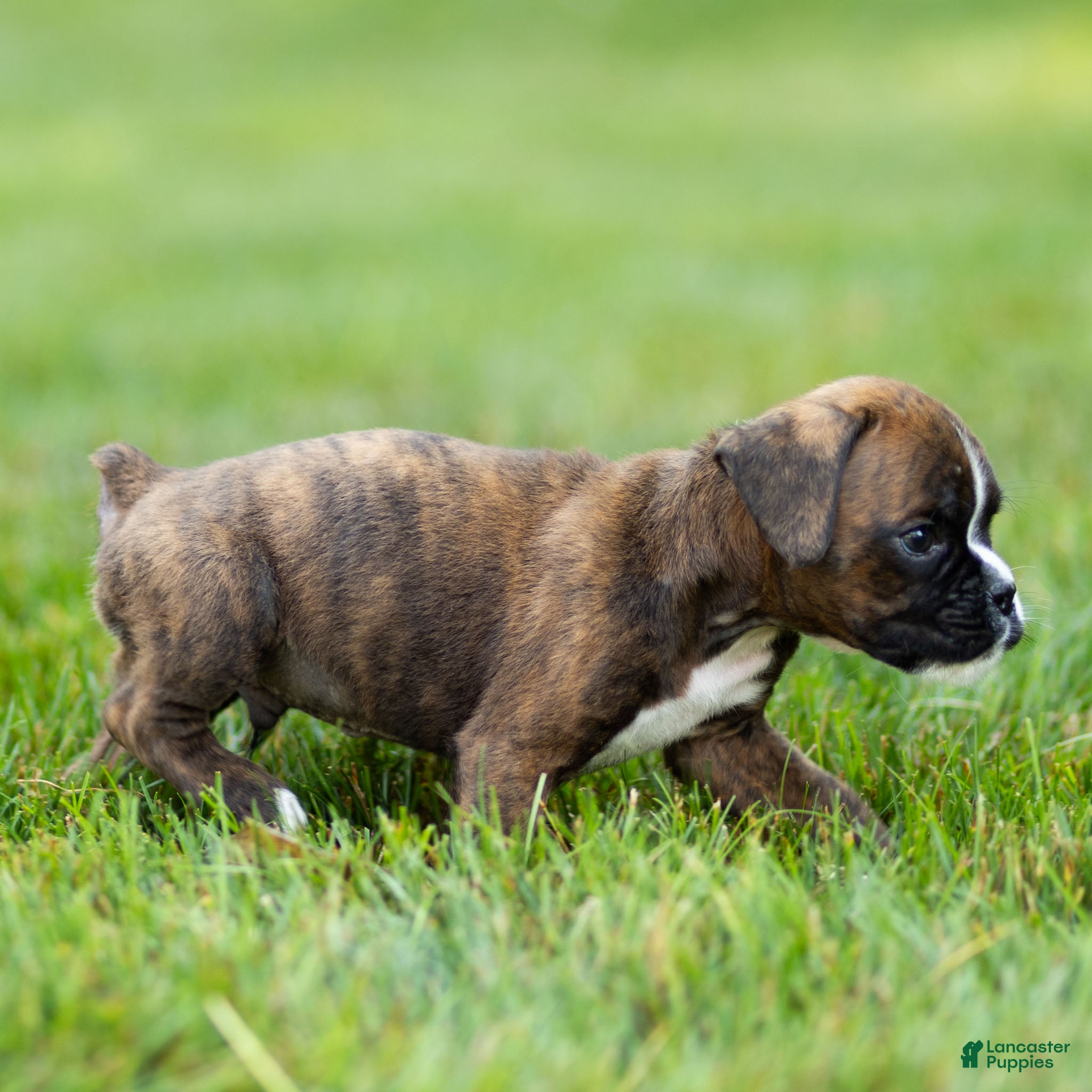 Boxer dogs Lester Boxer Puppy  - Ad 2