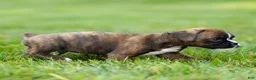 Boxer dogs for sale: Lester Boxer Puppy  - Ad 6