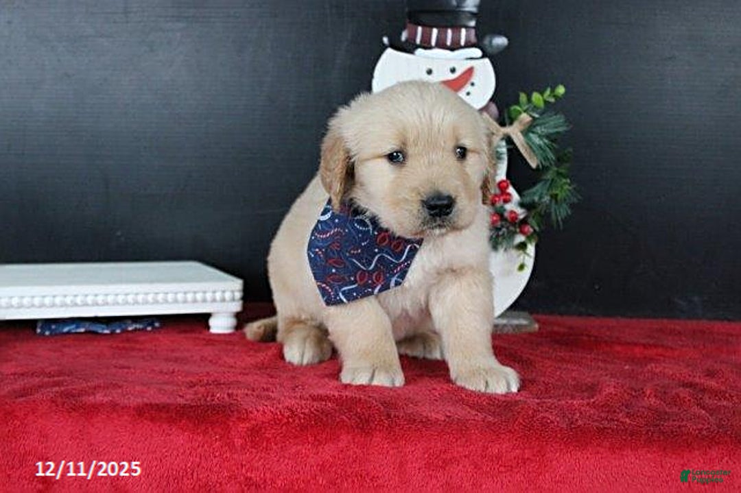 Golden Retriever dogs for sale: Cinnamon - Ad 5
