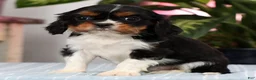 Cavalier King Charles Spaniel dogs for sale: Polly - Ad 5