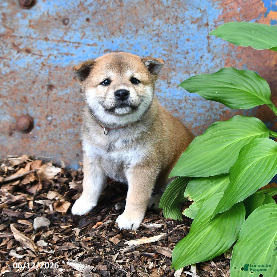 Shiba Inu dogs Nellie - Ad 2