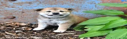 Shiba Inu dogs for sale: Nellie - Ad 2