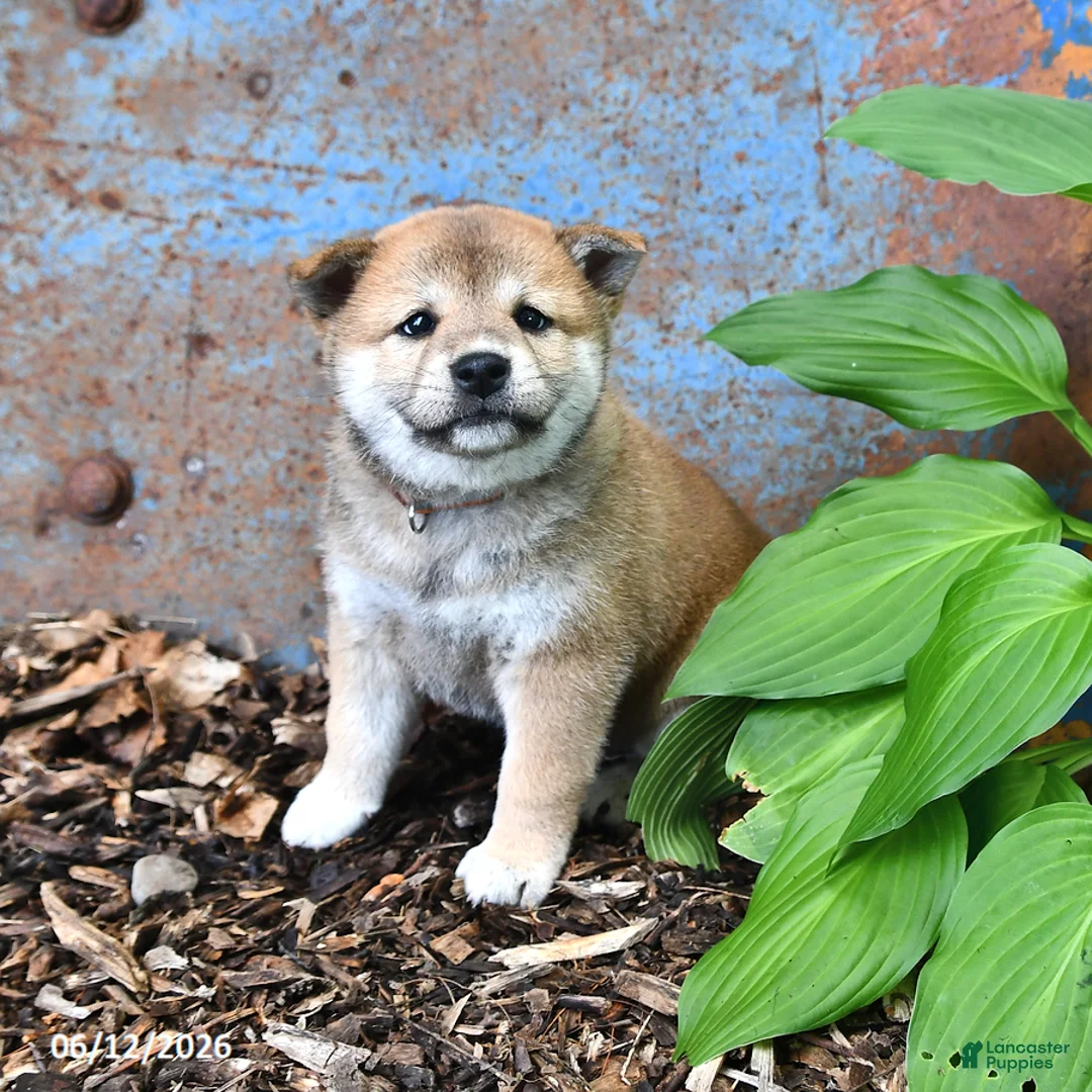 Shiba Inu dogs for sale: Nellie - Ad 2