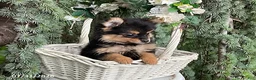 Pomeranian dogs for sale: Coffee - Ad 4