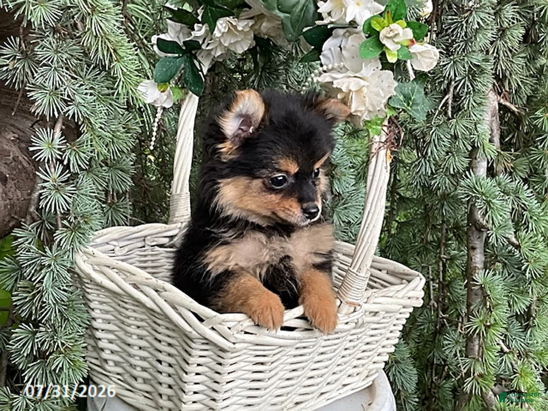 Pomeranian dogs for sale: Coffee - Ad 4