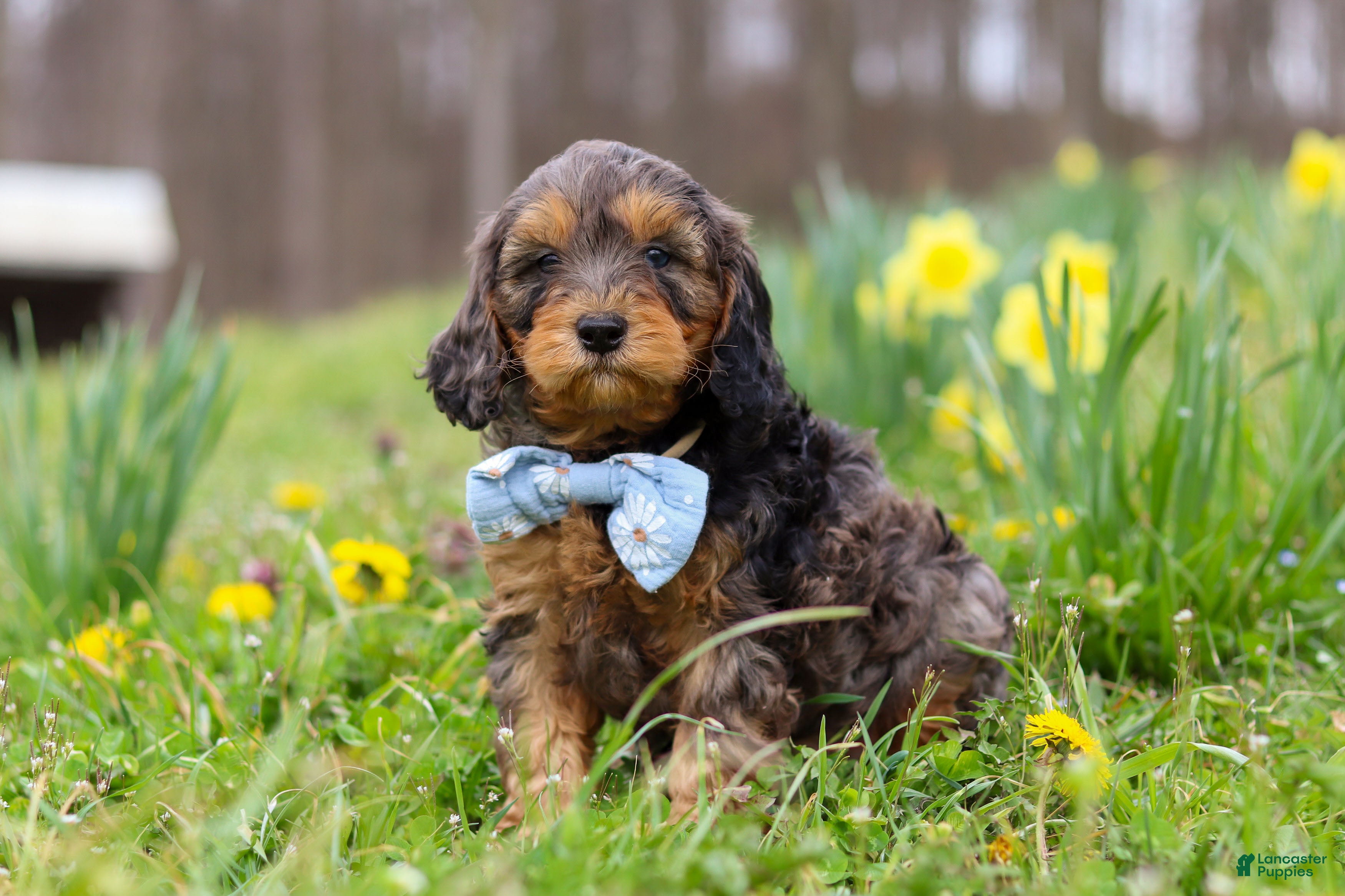Cavapoo dogs Brody - Ad 1