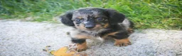 Miniature Dachshund dogs for sale: Blue Miniature Dachshund  - Ad 3