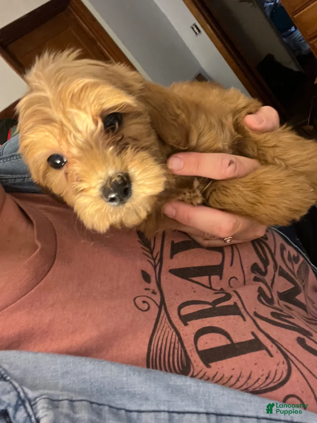 Mini Goldendoodle dogs for sale: Mini Goldendoodle Puppy 2 - Ad 3