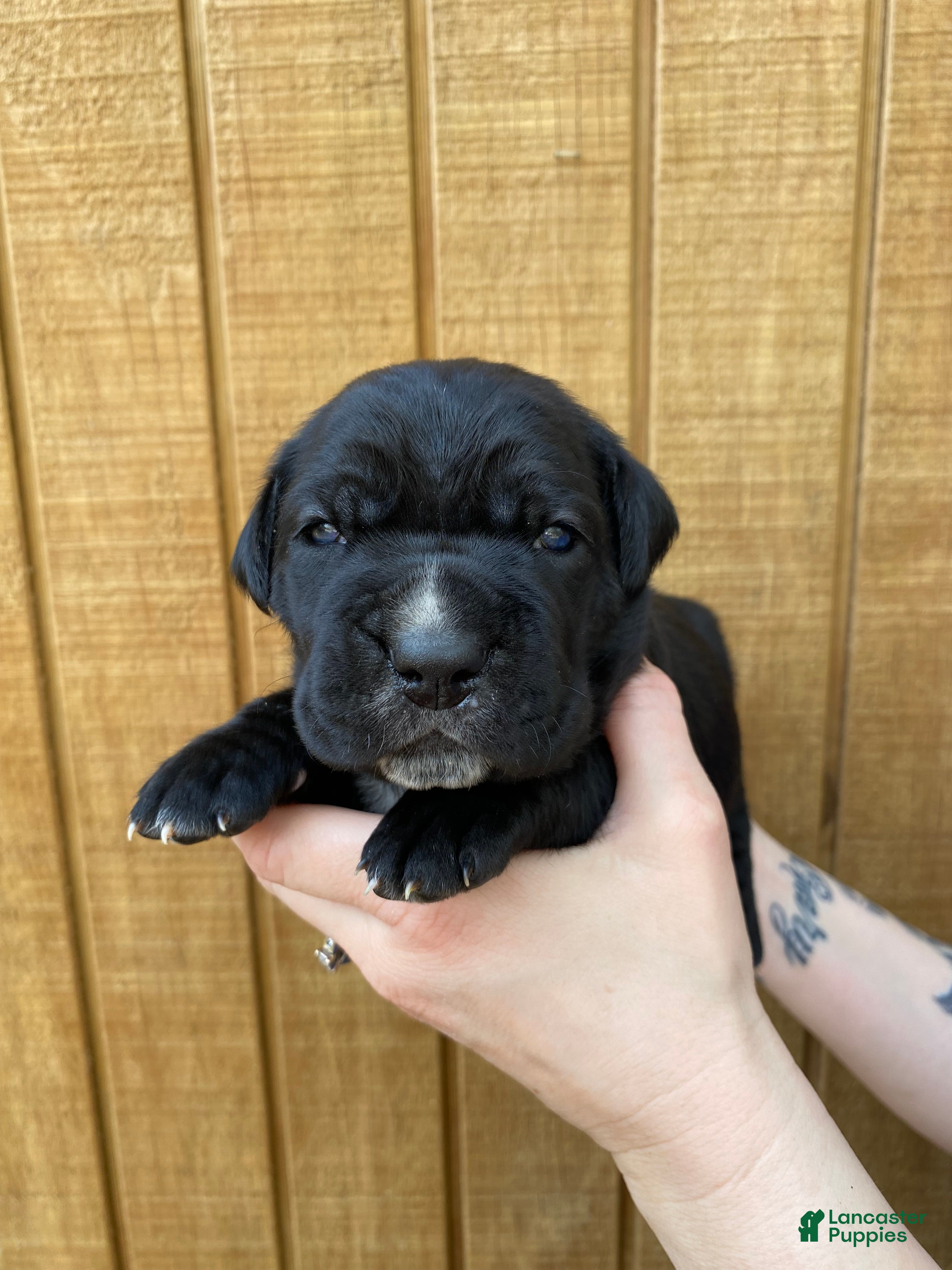 Cane Corso dogs Cane Corso Puppy 3 - Ad 2