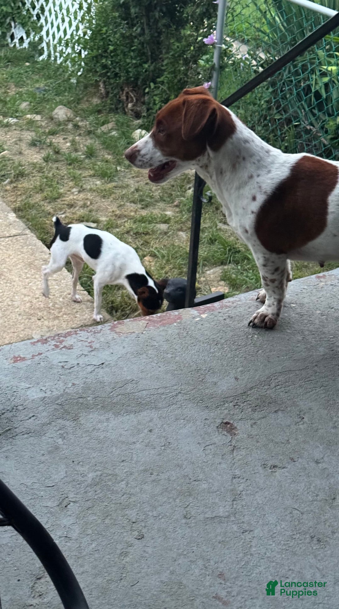 Gallery Image {{count}}