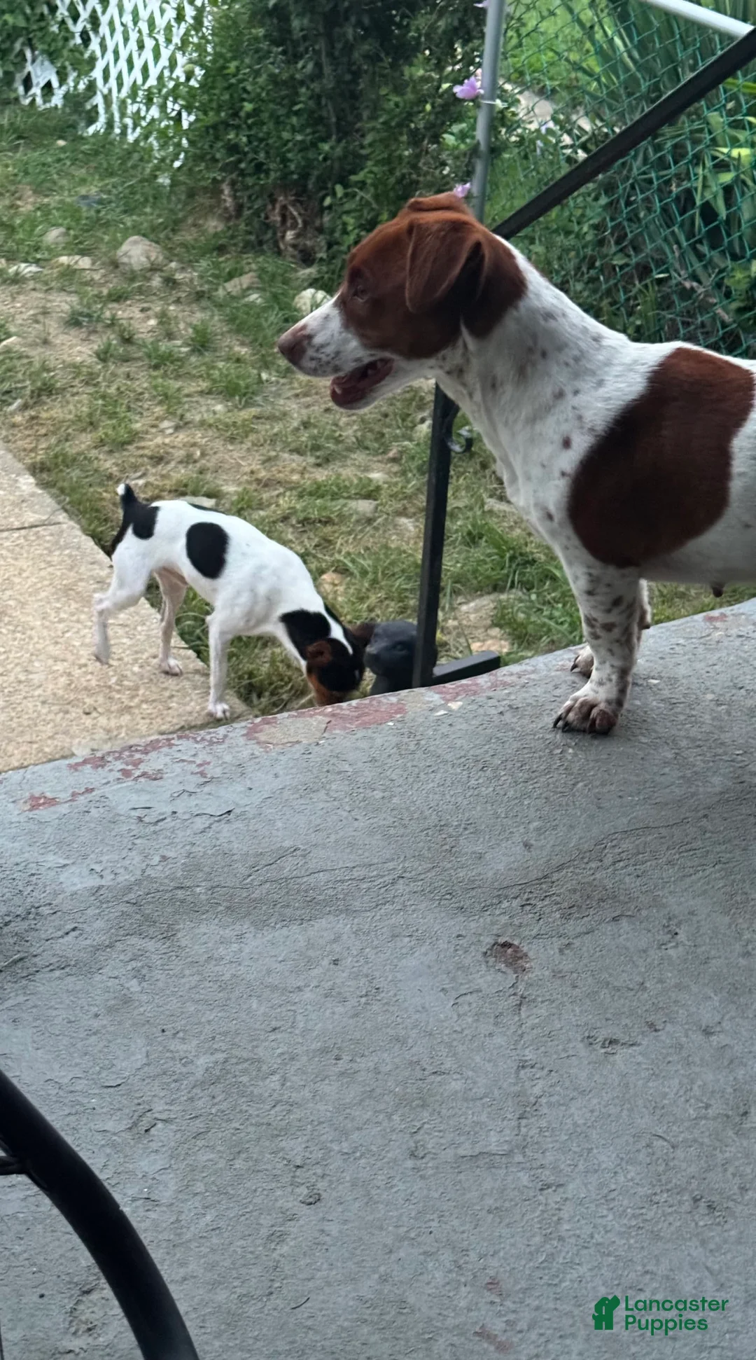 Gallery Image {{count}}