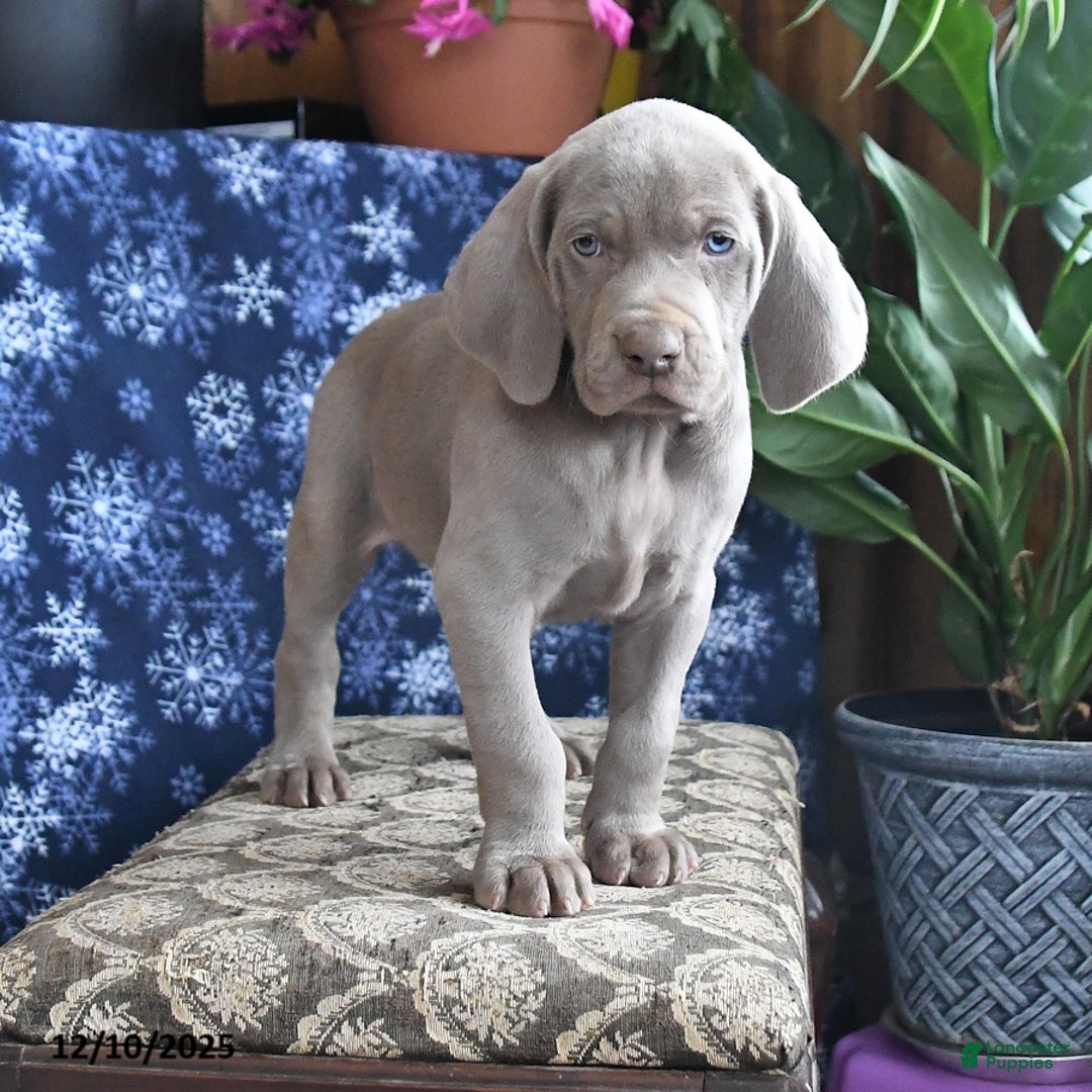 Weimaraner dogs for sale: Daxter - Ad 3