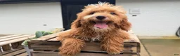Mini Goldendoodle dogs for sale: Gouda - Ad 3