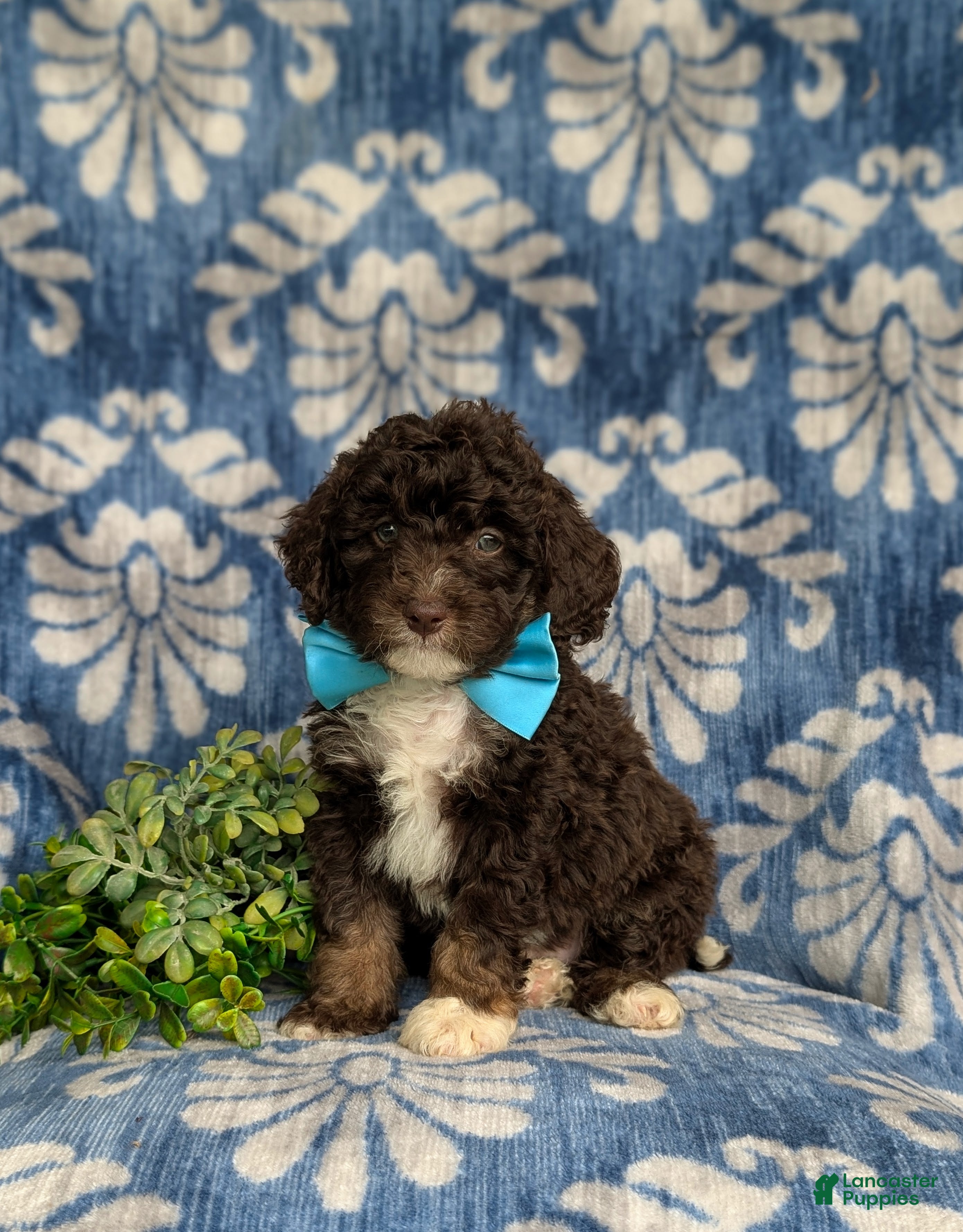 Mini Bernedoodle dogs Quenton Hypoallergenic - Ad 2