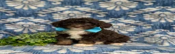 Mini Bernedoodle dogs for sale: Quenton Hypoallergenic - Ad 2
