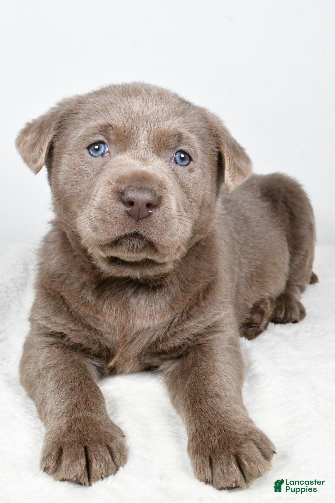 Labrador Retriever dogs for sale: Luna - Ad 8