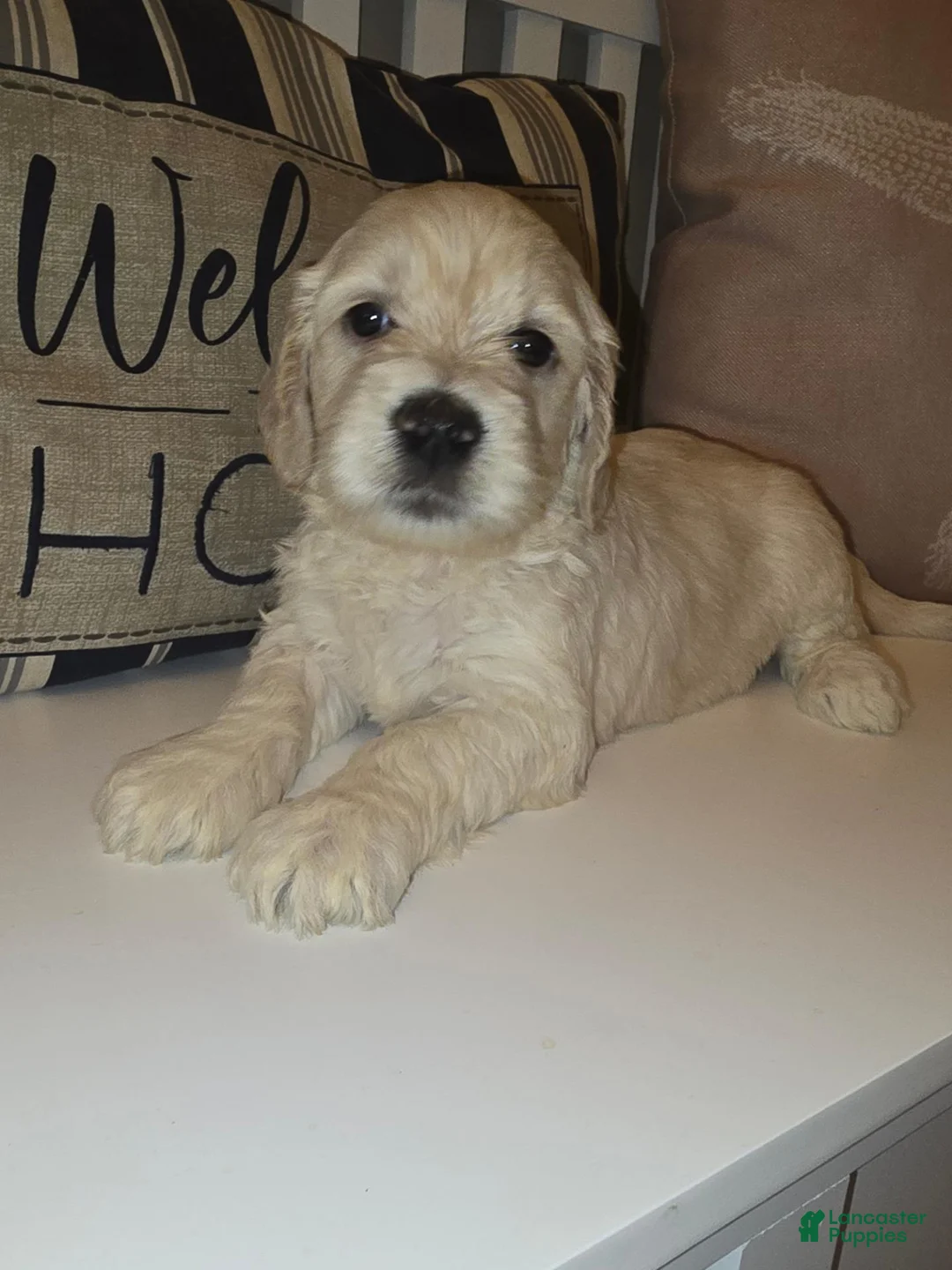 Miniature Labradoodle dogs for sale: Miniature Labradoodle Red - Ad 2