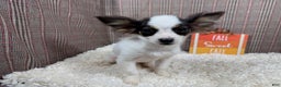 Papillon dogs for sale: Papillon Puppy 3 - Ad 2