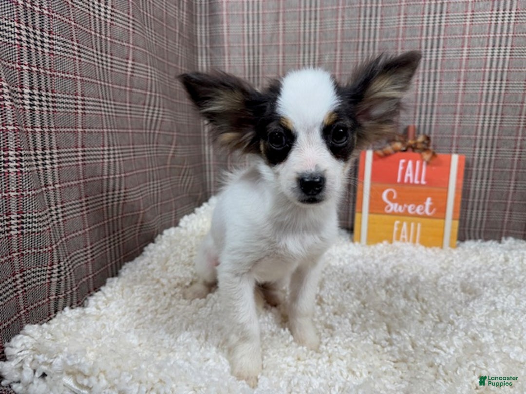 Papillon dogs for sale: Papillon Puppy 3 - Ad 2