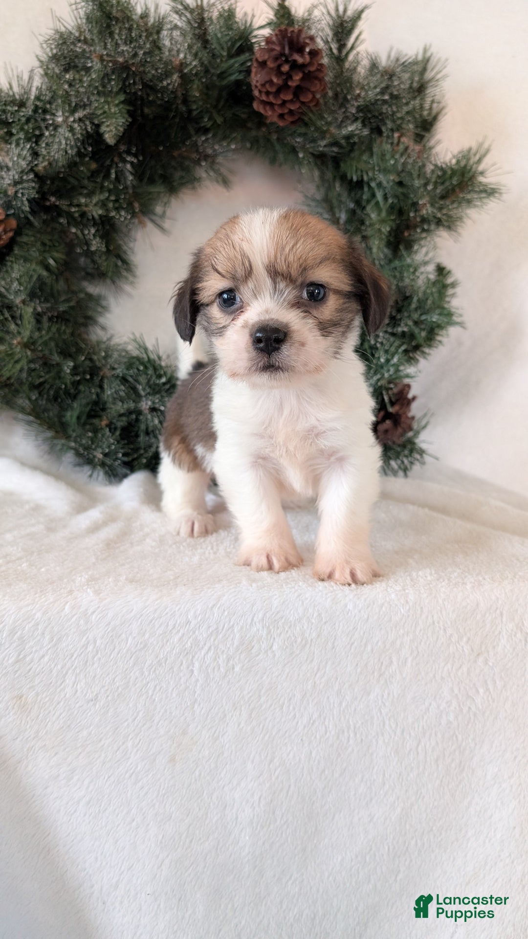 Mixed Breed dogs for sale: Ann - Ad 3