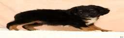 Mini Aussiedoodle dogs for sale: Larry - Ad 9