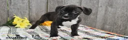Boxer dogs for sale: Marshall - Ad 3