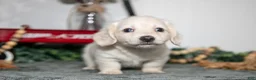 Miniature Dachshund dogs for sale: Paul - Ad 3