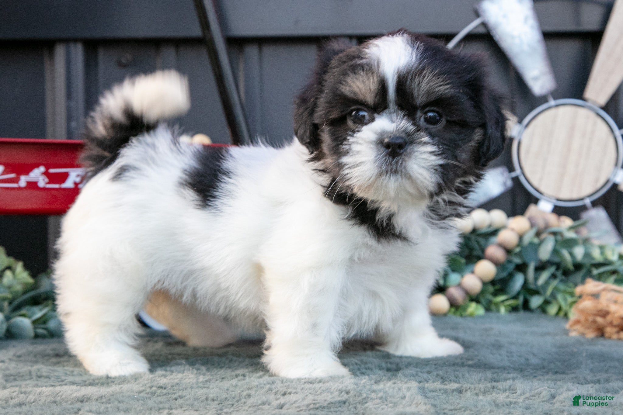 Shih Tzu dogs Melody - Ad 2